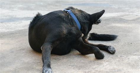 hunde lecken muschi|Warum dein Hund sich im Genitalbereich leckt und was du .